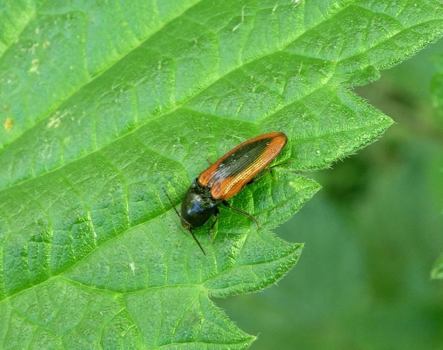 Ampedus sanguinolentus - középfoltos pattanó
