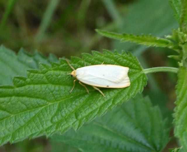 Cybosia mesomella - csontszínű molyszövő