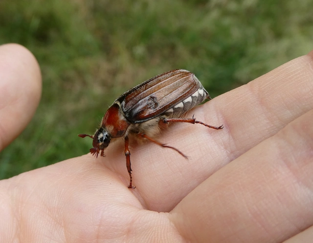 Melolontha hippocastani - erdei cserebogár