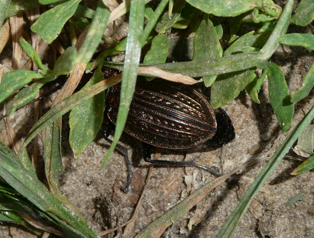 Carabus ulrichii - rezes futrinka Carabus ulrichii - rezes futrinka
