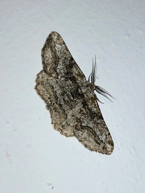 Synopsia sociaria - ürömaraszoló