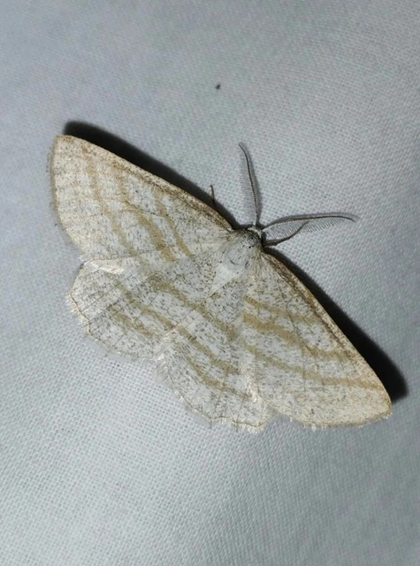 Perconia strigillaria - fehérszárnyú aranyaraszoló