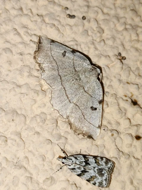 Eilicrinia trinotata - háromjegyű araszoló