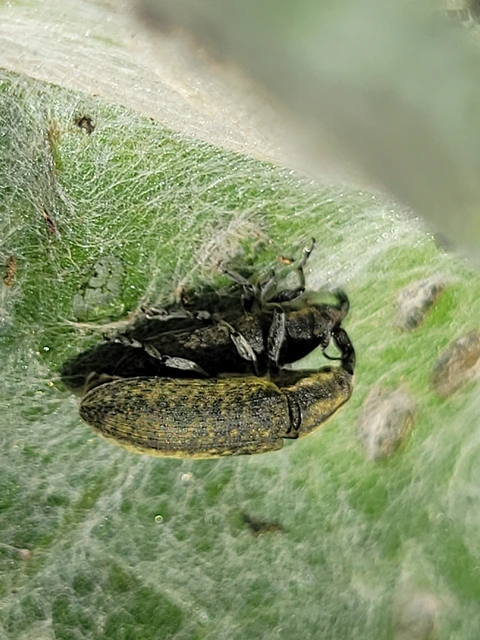 Lixus cardui/filiformis