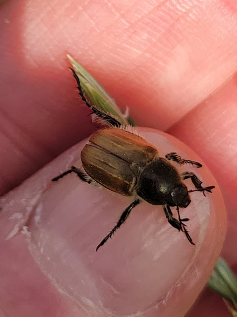Chaetopteroplia segetum - rozsszipoly