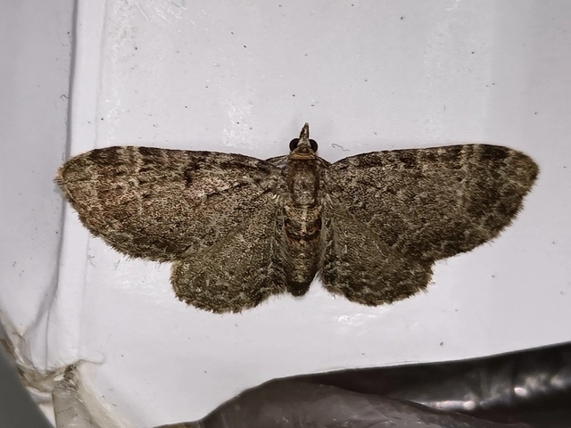 Pasiphila chloerata - hamvas törpearaszoló