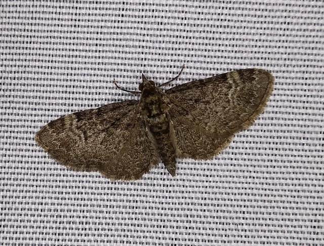 Pasiphila rectangulata - almavirág-araszoló