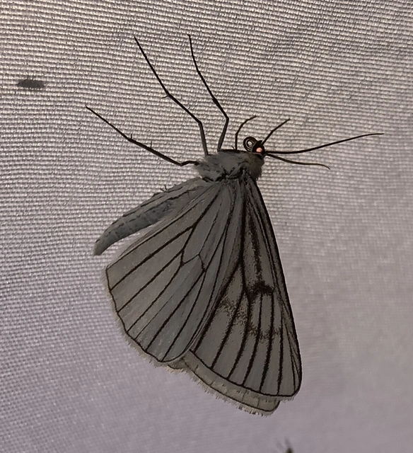 Siona lineata - vonalas fehéraraszoló