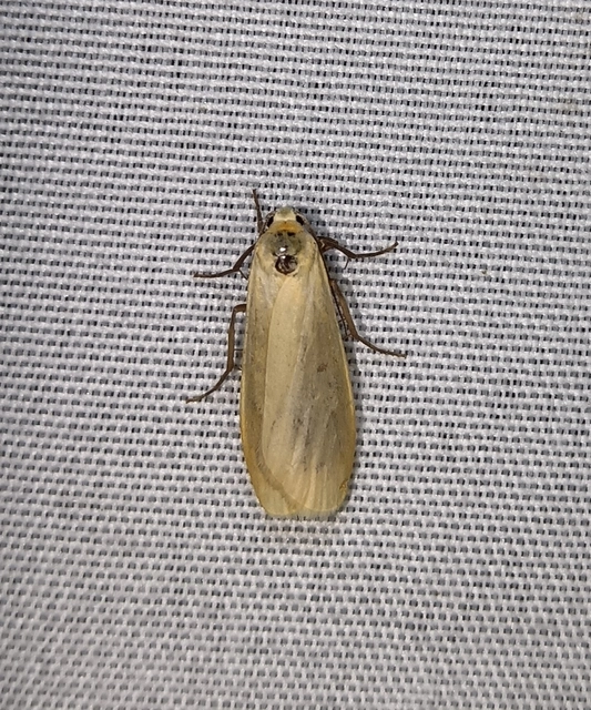 Eilema sororcula - sárga zuzmószövő