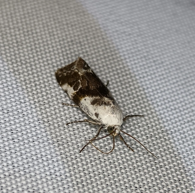 Ponometia candefacta - parlagfűbagoly