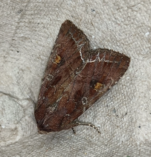 Lacanobia oleracea - saláta-kertibagoly
