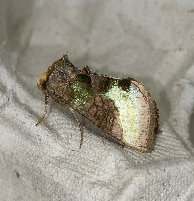 Diachrysia chrysitis/stenochrysis