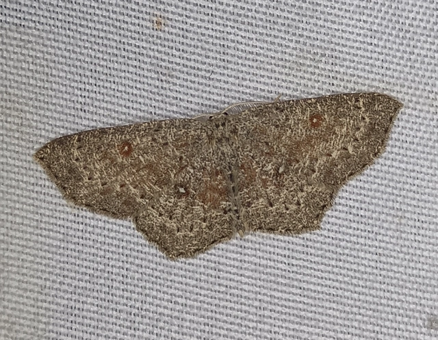 Cyclophora pendularia - fűzfa-pettyesaraszoló