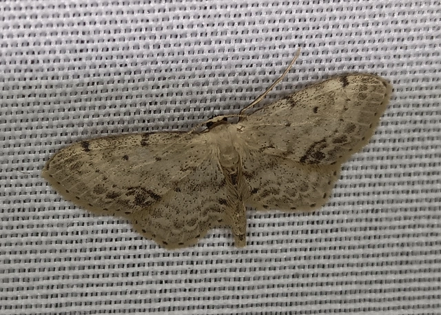 Idaea dimidiata - gyakori apróaraszoló