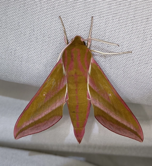 Deilephila elpenor - szőlőszender