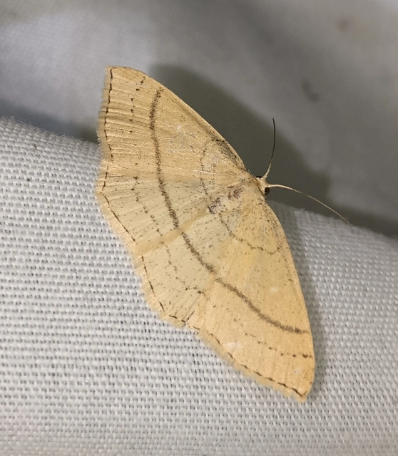 Cyclophora linearia - vonalas pettyesaraszoló
