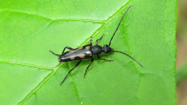 Anoplodera sexguttata - foltos virágcincér