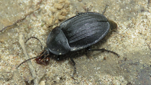 Phosphuga atrata - bordás csigarabló
