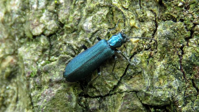 Ischnomera