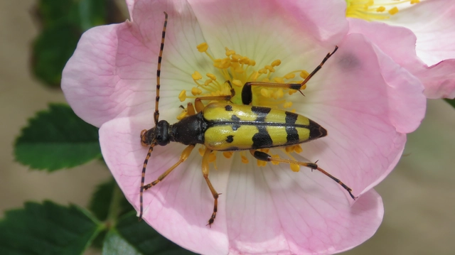 Rutpela maculata - tarkacsápú karcsúcincér