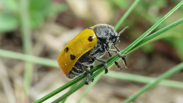 Lachnaia sexpunctata - szőrösnyakú zsákhordóbogár