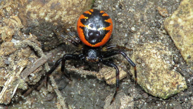 Synema globosum/ornatum