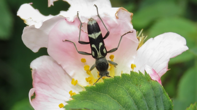 Chlorophorus figuratus - rajzos darázscincér