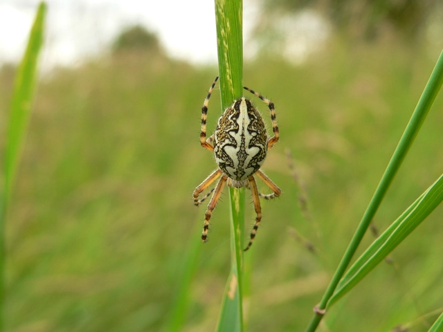 Aculepeira ceropegia - hegyi fehérsávos-keresztespók