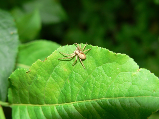 Philodromus