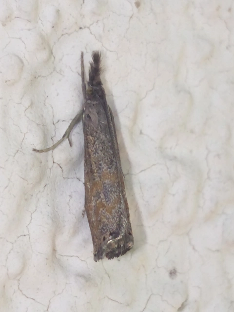 Platytes cerussella - törpe fűgyökérmoly
