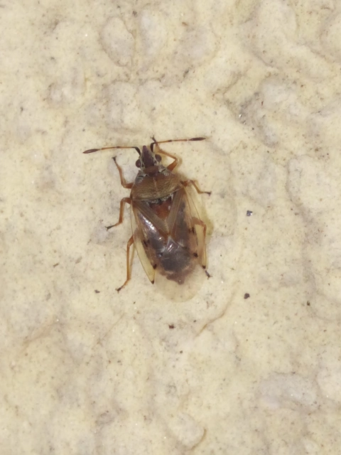 Kleidocerys resedae - nyírbodobács