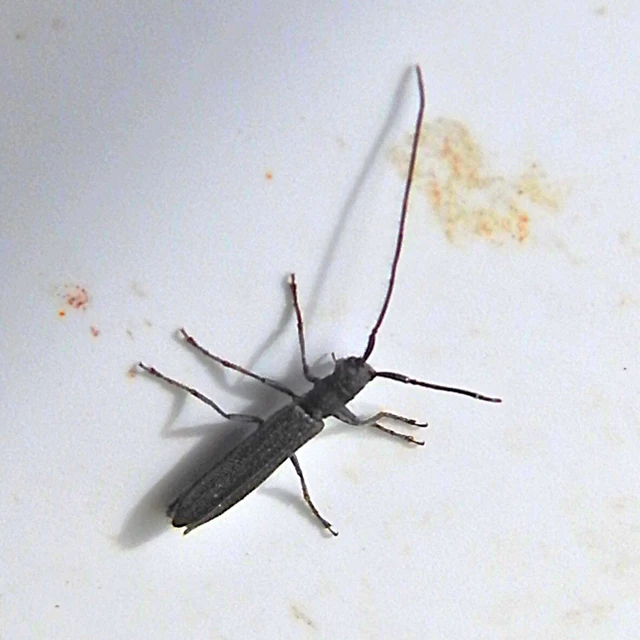 Theophilea subcylindricollis - hengeres szalmacincér Theophilea subcylindricollis - hengeres szalmacincér