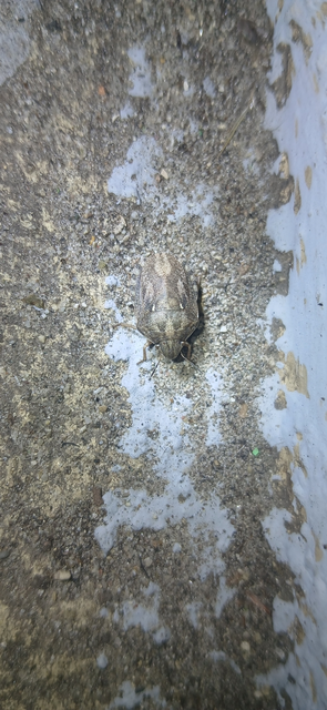 Eurygaster maura - mórpoloska Eurygaster maura - mórpoloska