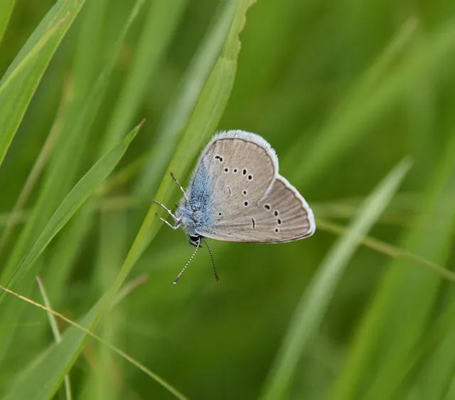 Cyaniris semiargus - aprószemes boglárka