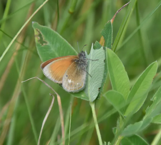 Coenonympha glycerion - közönséges szénalepke