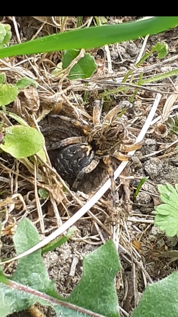 Geolycosa vultuosa - pokoli cselőpók