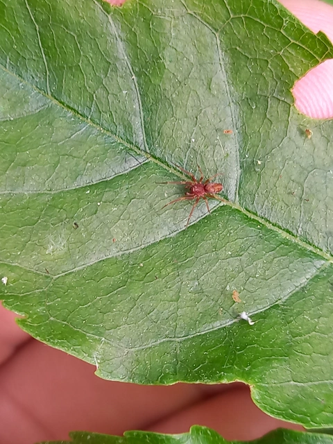 Nigma flavescens - vöröslő hamvaspók
