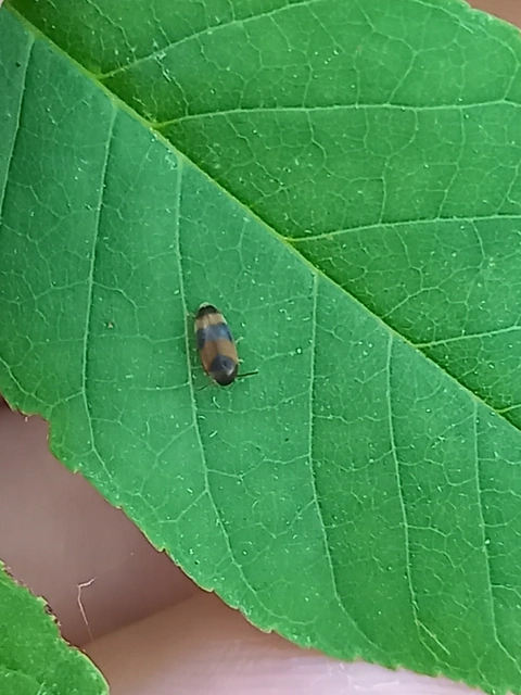Cyrtanaspis phalerata - tarka árvabogár