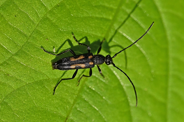 Anoplodera sexguttata - foltos virágcincér