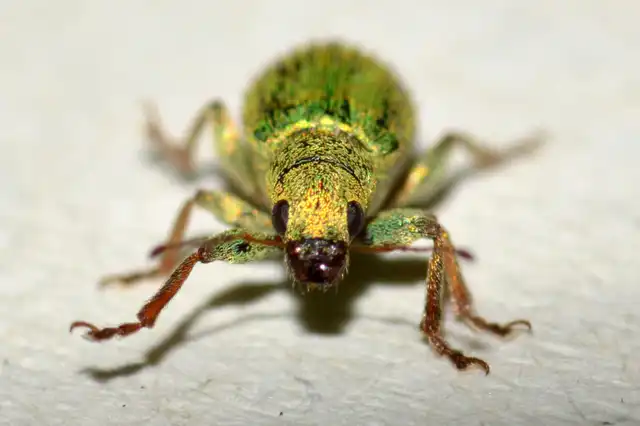 Pachyrhinus lethierryi - tujarontó ormányos