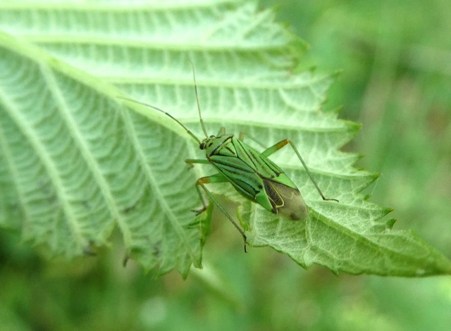 Mermitelocerus schmidtii