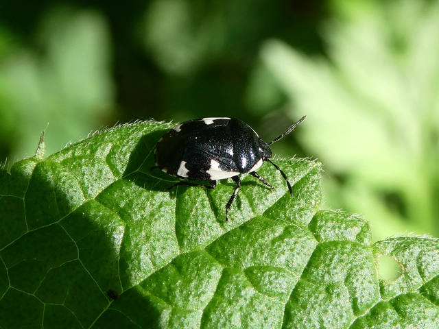 Tritomegas sexmaculatus - hatfoltos földipoloska