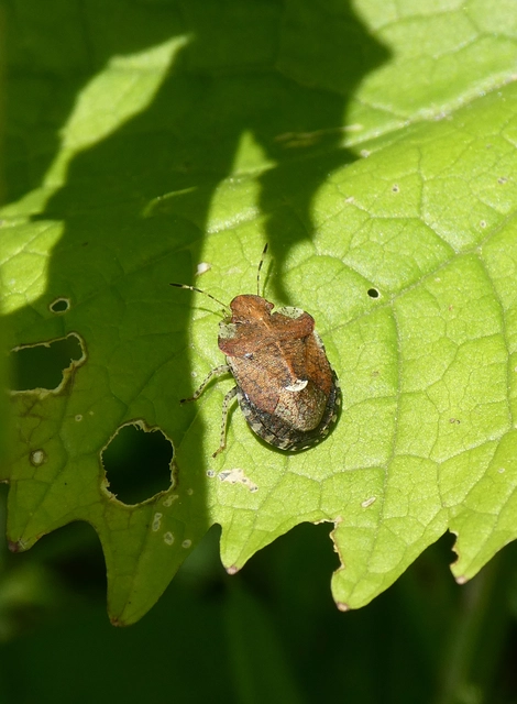 Dyroderes umbraculatus Dyroderes umbraculatus