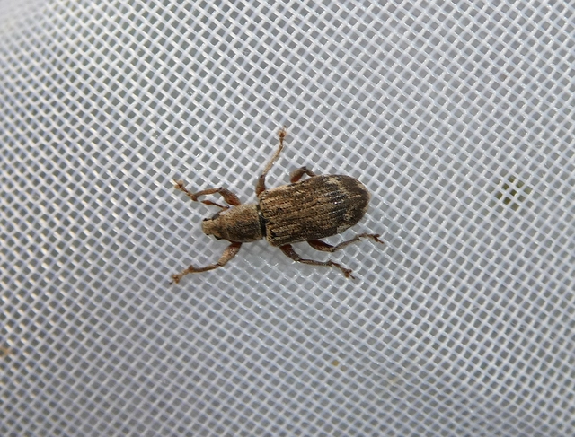 Polydrusus tereticollis - szalagos lombormányos