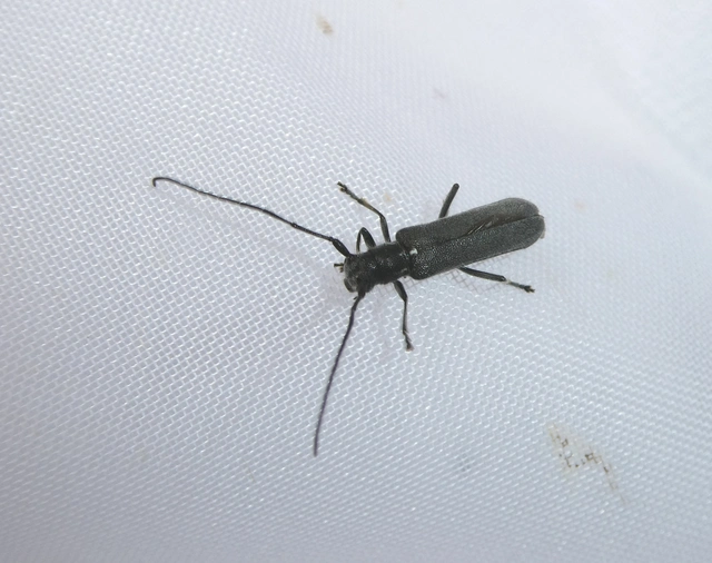 Stenostola dubia - fémes hársfacincér