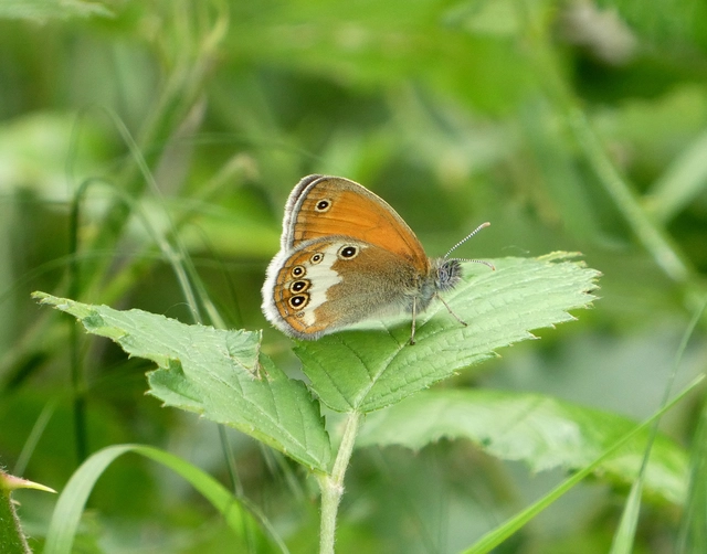 Coenonympha arcania - fehéröves szénalepke