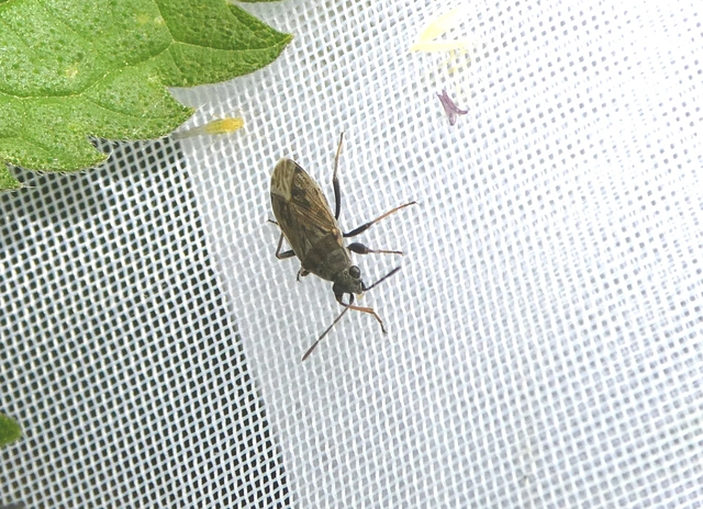Peritrechus