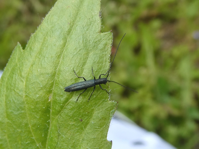 Theophilea subcylindricollis - hengeres szalmacincér Theophilea subcylindricollis - hengeres szalmacincér