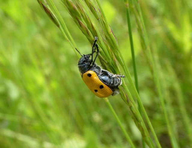 Lachnaia sexpunctata - szőrösnyakú zsákhordóbogár
