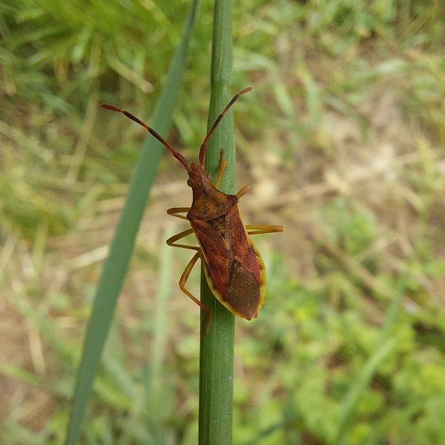 Gonocerus juniperi - boróka-karimáspoloska
